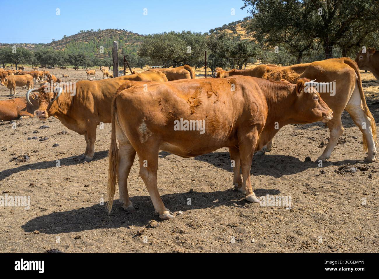 I robusti bovini della Valle delle Asturie prosperano in ampi campi in una fattoria soleggiata a Llerena, in Estremadura, mostrando il loro comportamento naturale. Foto Stock