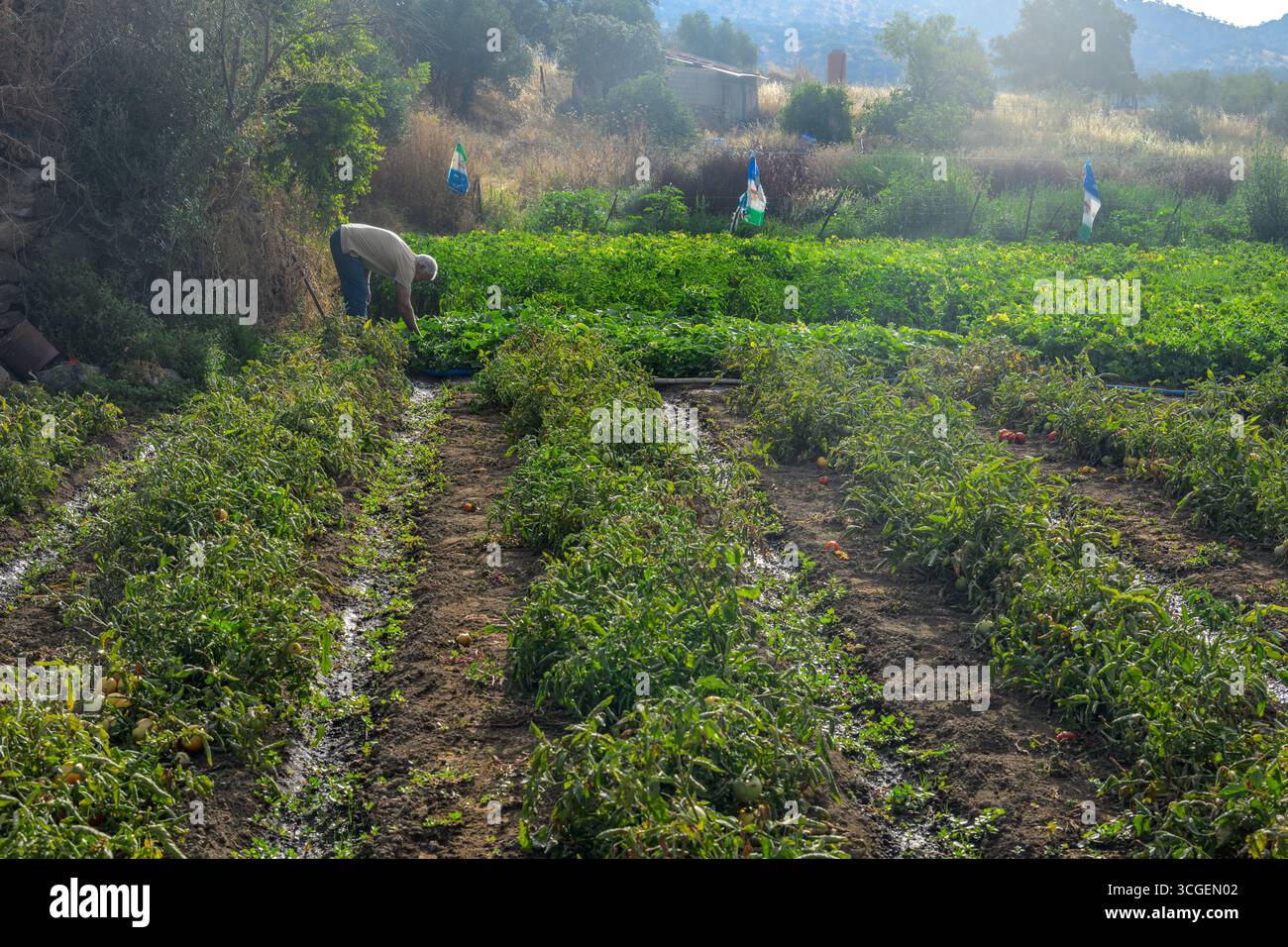 Un giardiniere coltiva le colture estive con cura a Pallares, Badajoz, riflettendo le tradizioni dello stile di vita rurale dell'Estremadura. Foto Stock