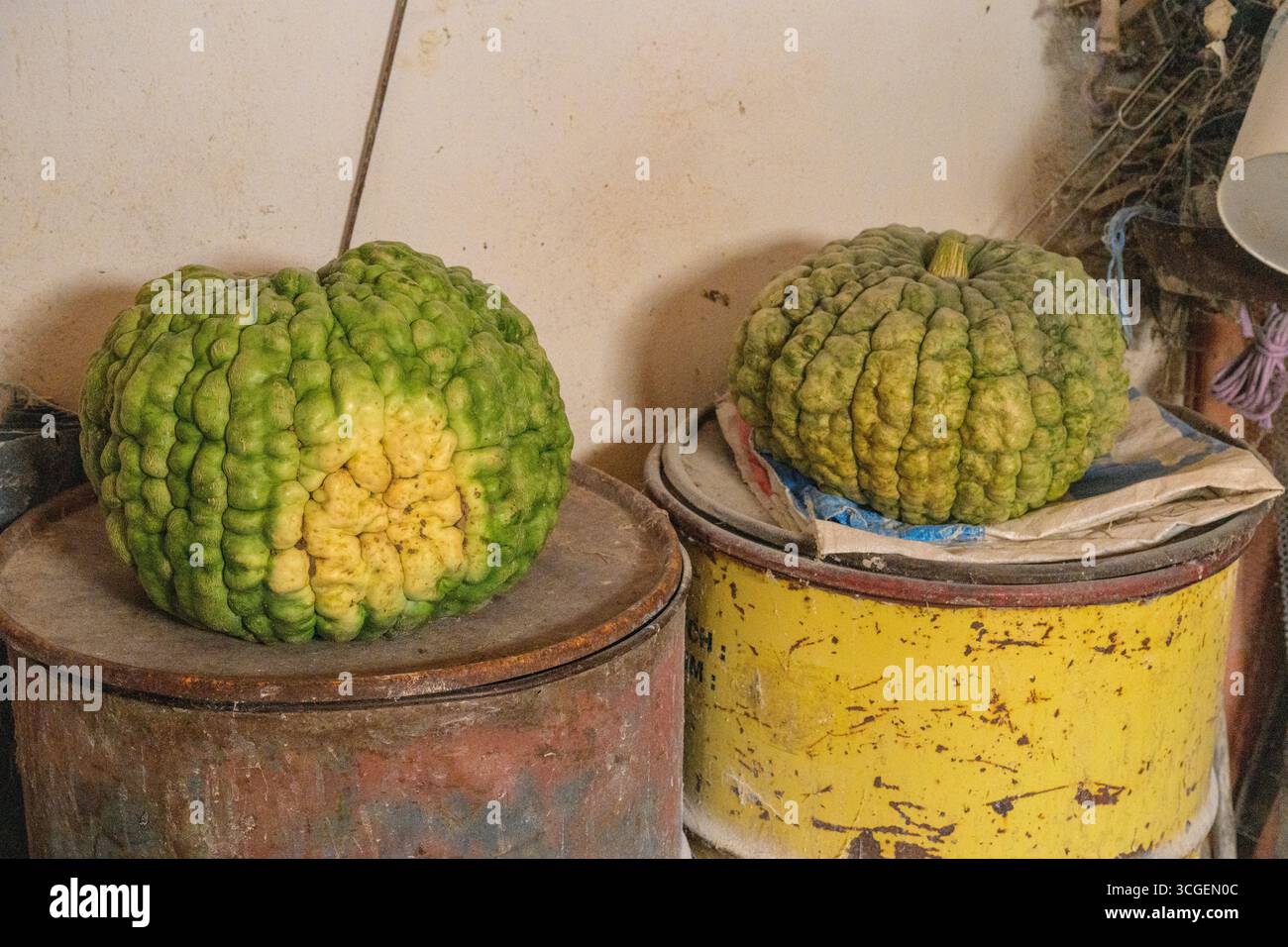Due gigantesche zucche dalla pelle sodata riposano su botti in Estremadura, maturate al sole e coltivate con cura in terreni fertili. Foto Stock