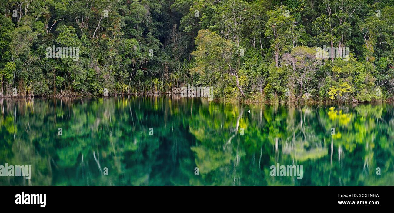 Fitta foresta pluviale tropicale ripariale riflessa nelle acque verdi del lago Eacham al Crater Lakes National Park, tropicale lontano a nord del Queensland, Australia Foto Stock