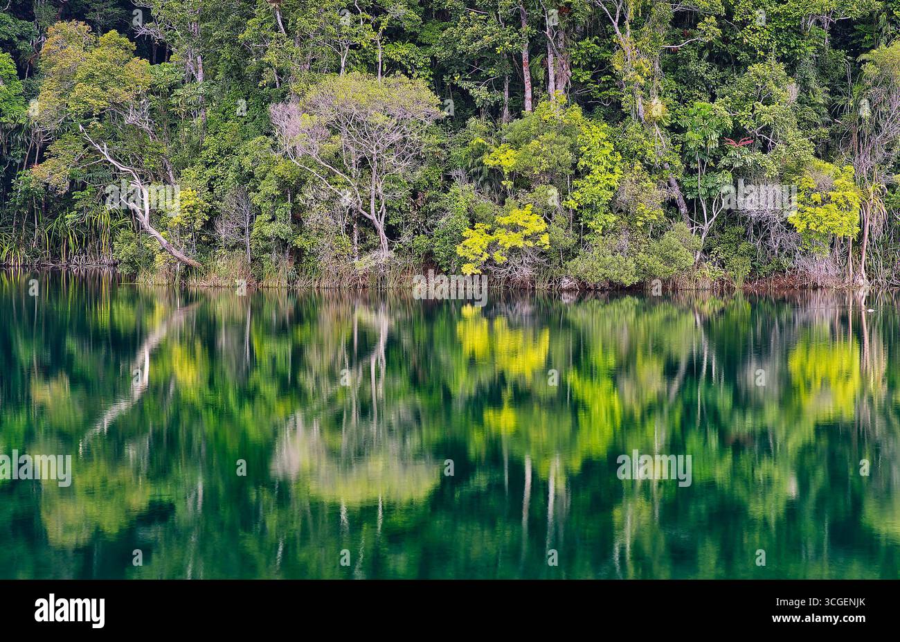 Fitta foresta pluviale tropicale ripariale riflessa nelle acque verdi del lago Eacham al Crater Lakes National Park, tropicale lontano a nord del Queensland, Australia Foto Stock