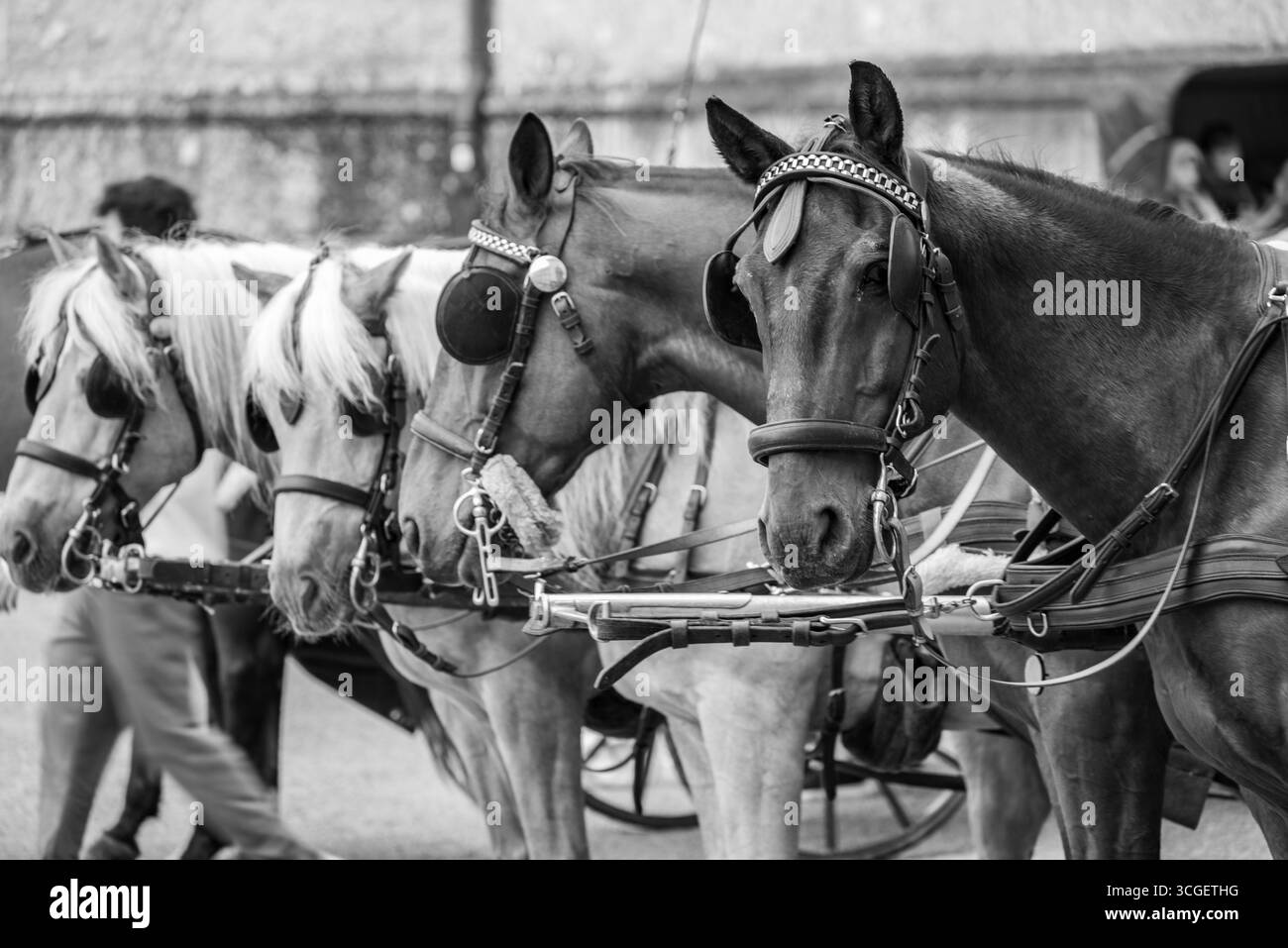 Foto in bianco e nero dei cavalli nelle imbracature, pronti per il traino del carrello. Foto Stock