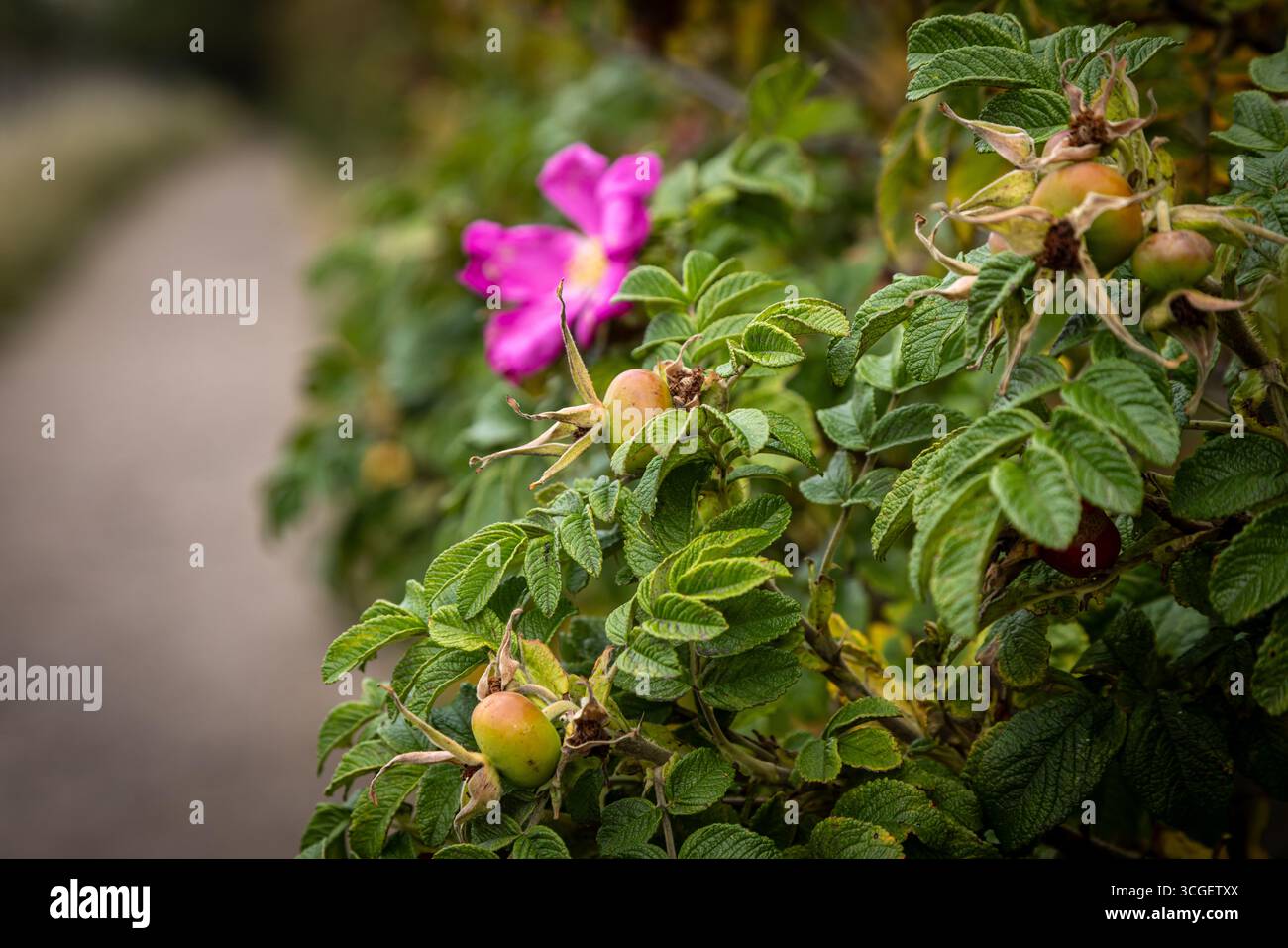 Fianchi di una rosa da spiaggia, rosa rugosa, in estate, con una concentrazione selettiva Foto Stock