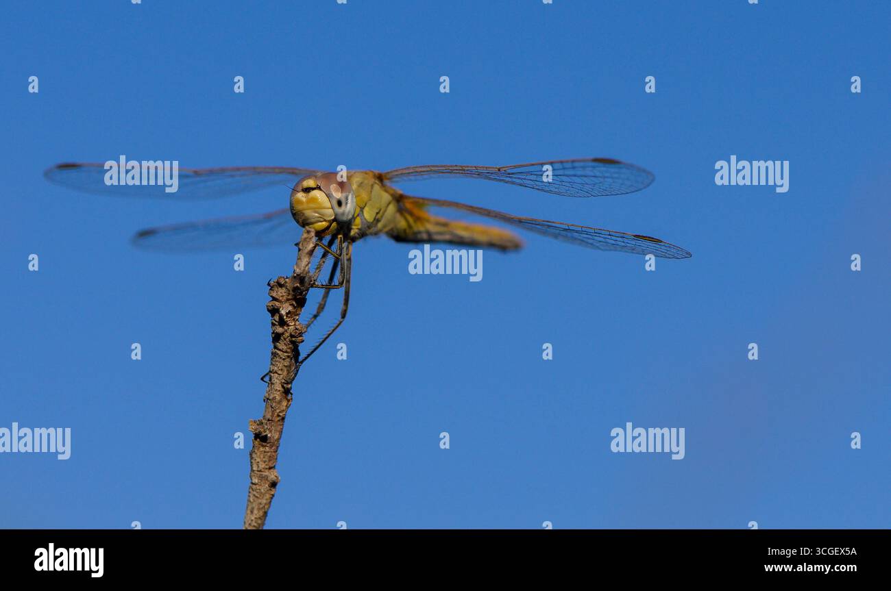 Una scena minimalista di una libellula arroccata su un ramo sottile con uno sfondo cielo limpido, che enfatizza la semplicità, l'eleganza e la bellezza della natura Foto Stock