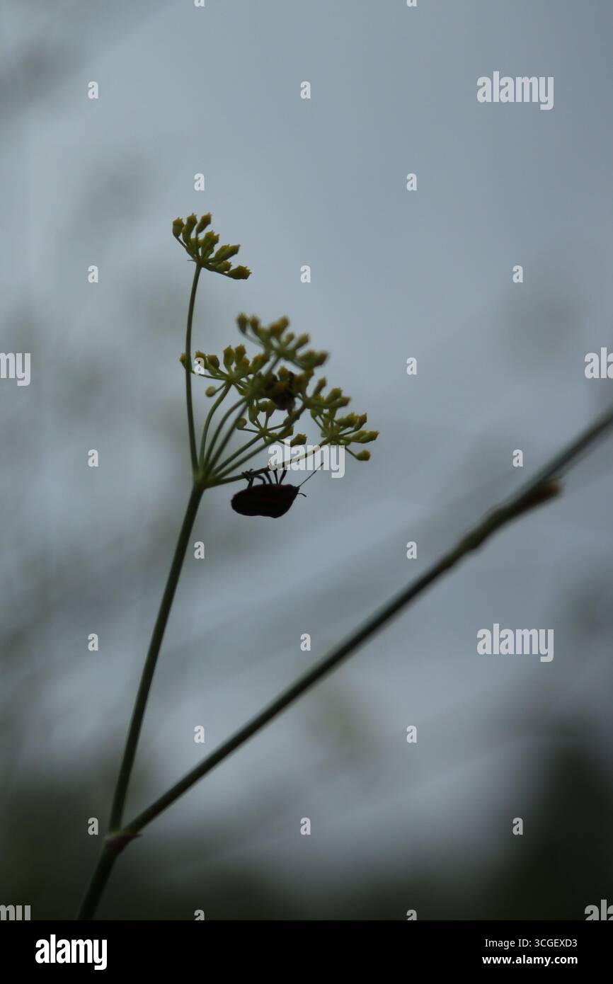 Macro silhouette di Graphosoma lineatum striato bug poggiato su fiori selvatici con sfondo nuvoloso. Foto Stock