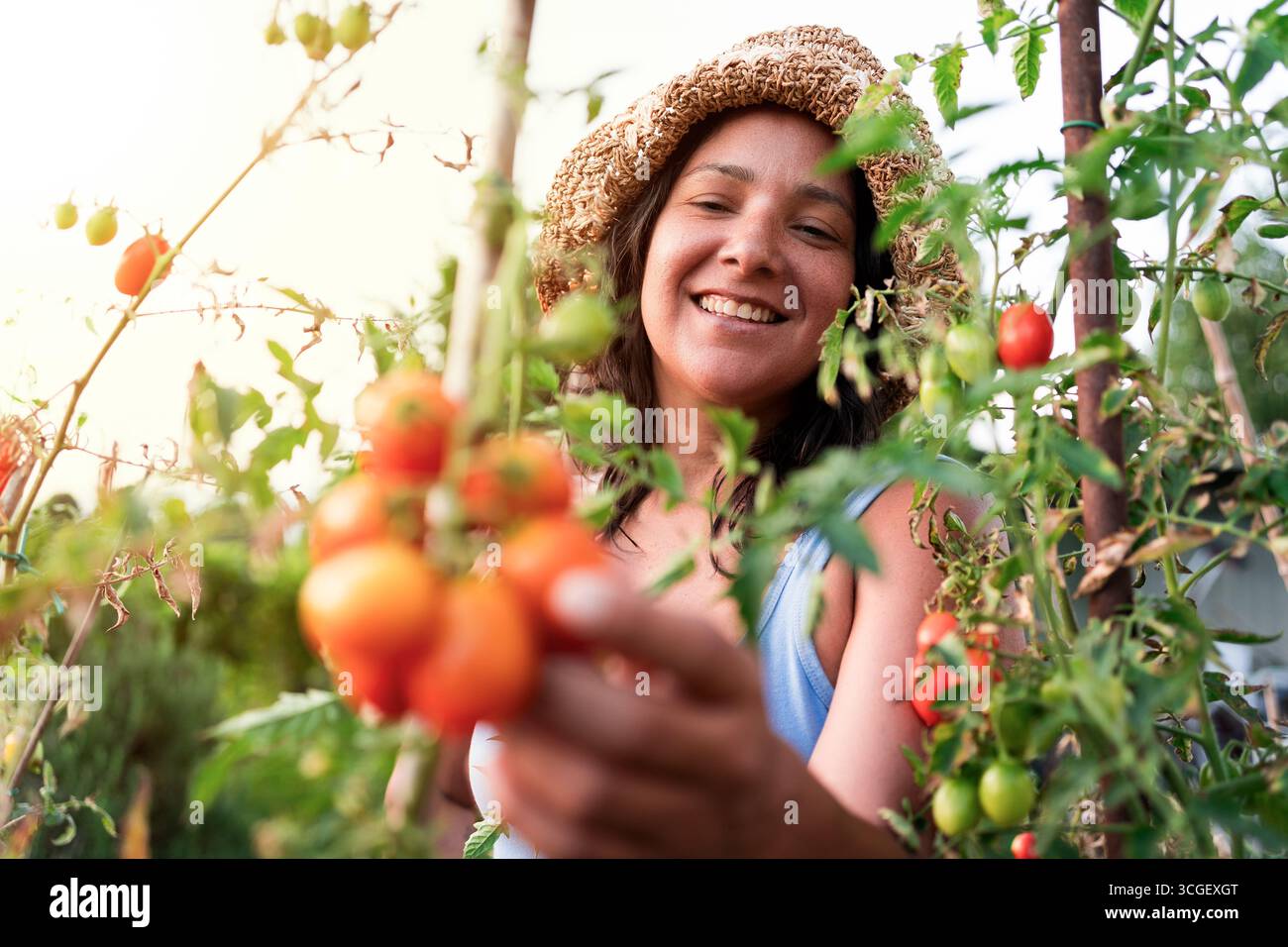 la giovane donna sorridente contadina raccoglie pomodori maturi in un campo soleggiato con cappello di paglia Foto Stock