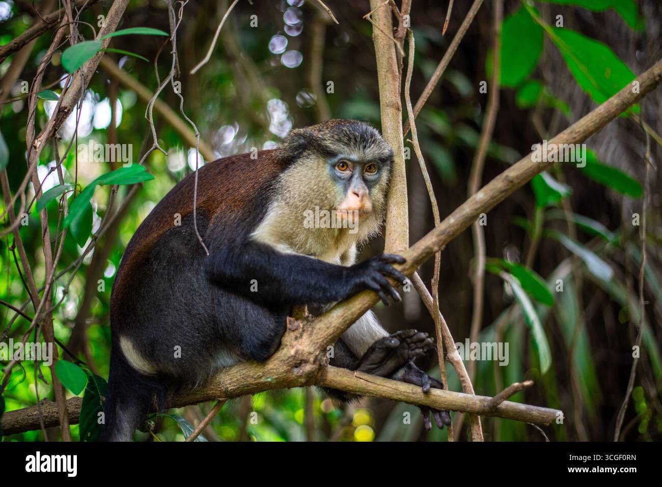 La scimmia Mona seduta tranquillamente su un albero all'interno di una foresta di conservazione dell'Africa occidentale, riflettendo la biodiversità, il comportamento dei primati e la necessità di habitat Foto Stock