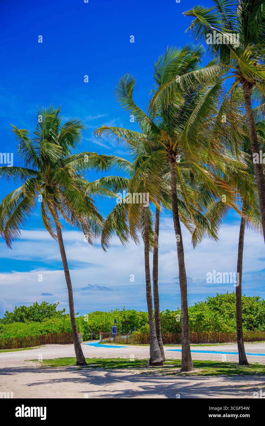 Palme tropicali sulla spiaggia, fondali e stampe di Miami Foto Stock
