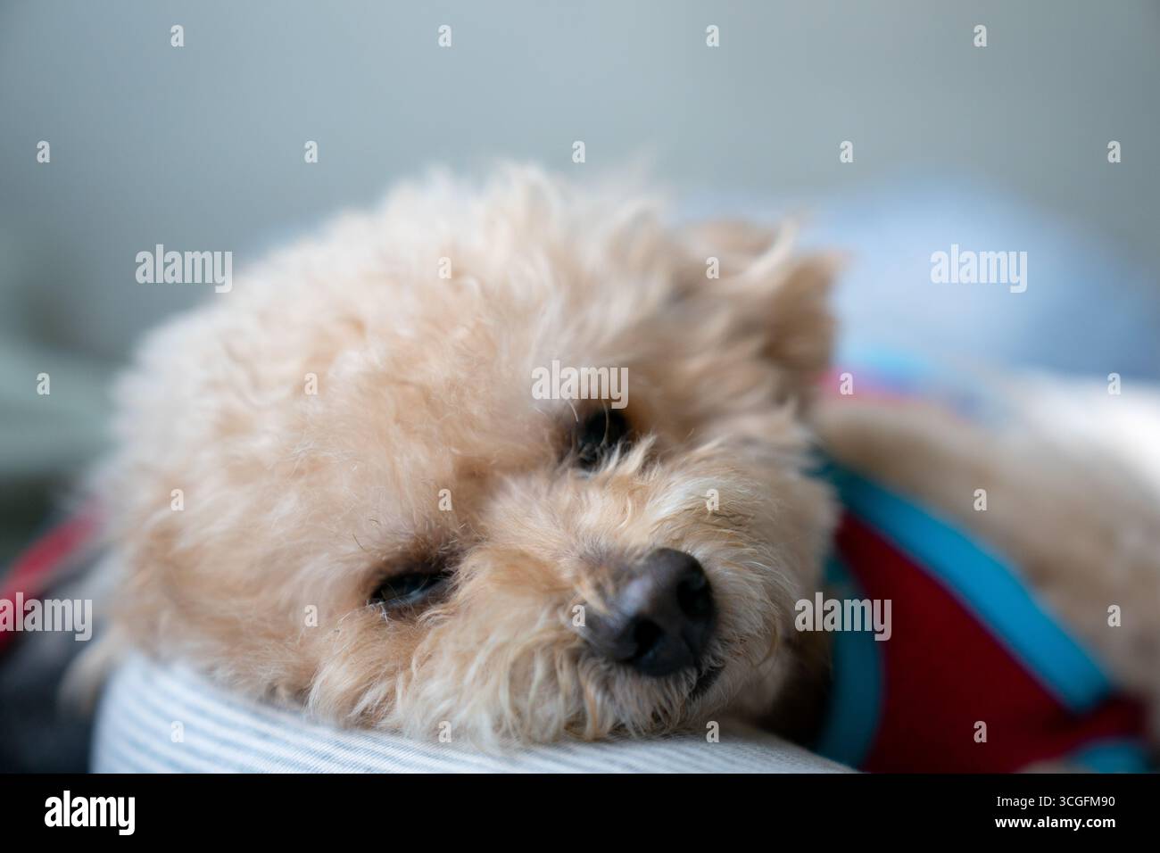 Adorabile Toy Poodle sdraiato su un letto per cani, indossa una camicia rossa e blu, sembra accogliente e riposante all'interno. Foto Stock