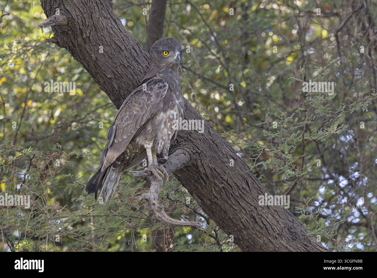 Brown Snake-Eagle, Wassadou, Senegal, febbraio 2025 Foto Stock