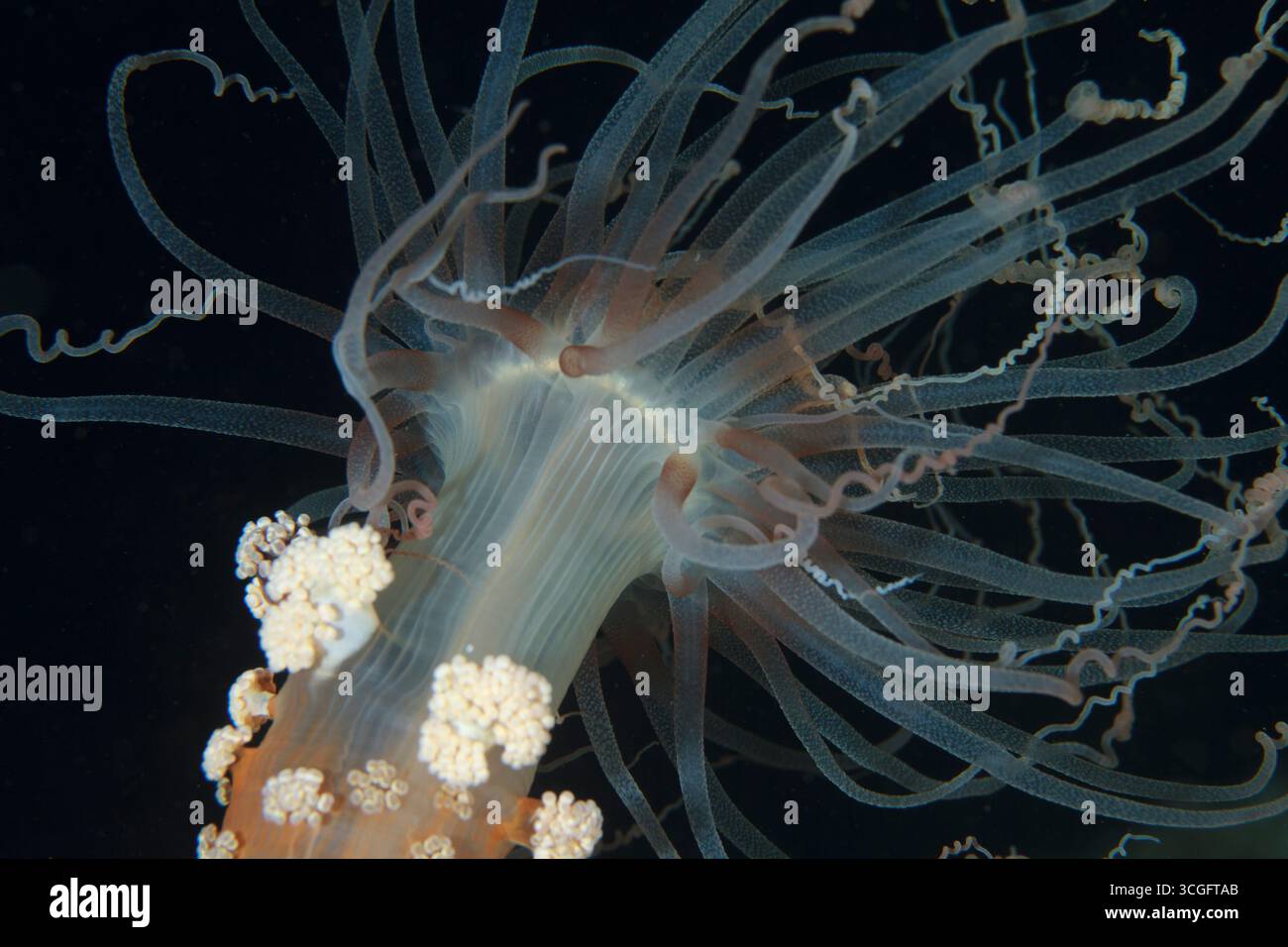 Alicia Mirabilis risplende nella nite marina con i suoi polipi aperti Foto Stock