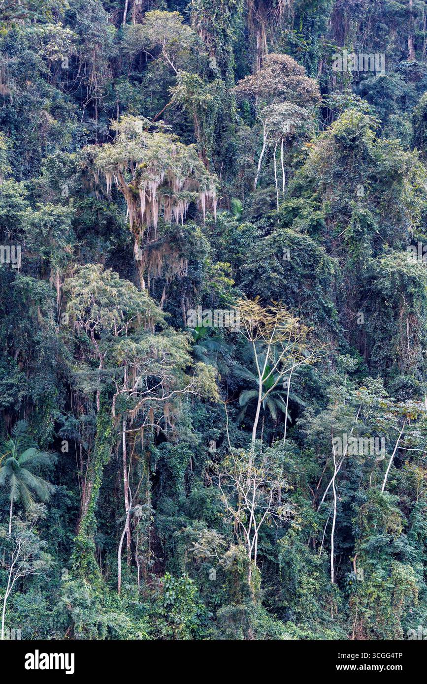 Moss in Trees, Atlantic Forest, San Paolo, Brasile Foto Stock