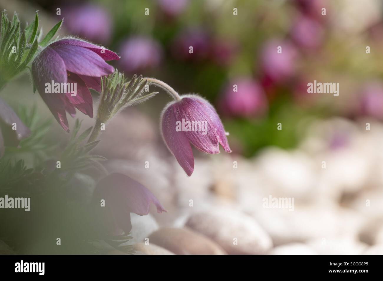Macro artistico di fiori selvatici viola Foto Stock