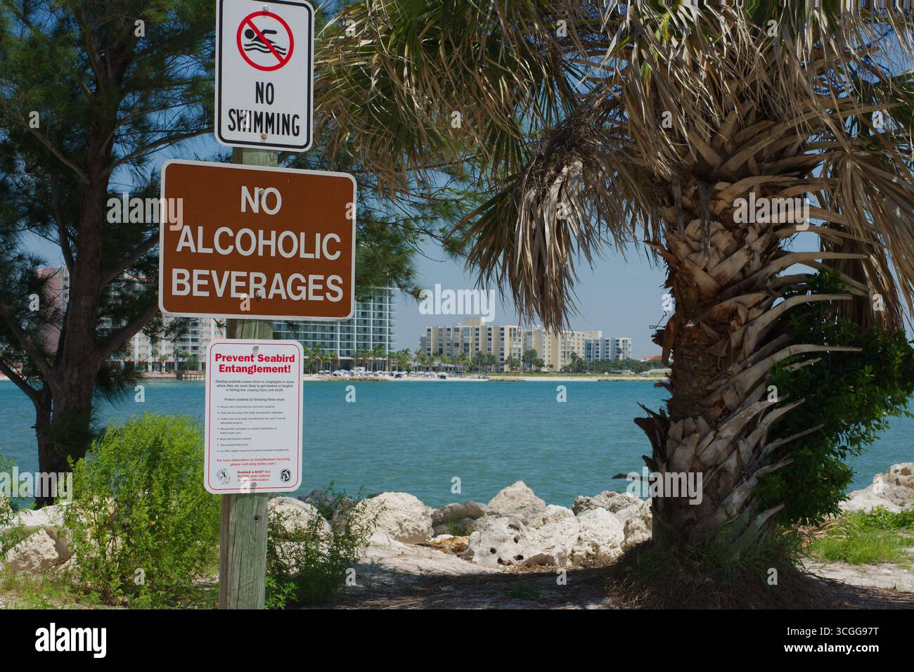 Scenario tropicale sul lungomare con palme e distanti edifici costieri di Clearwater Beach, Florida. Vista incorniciata da alte palme con acque turchesi e. Foto Stock