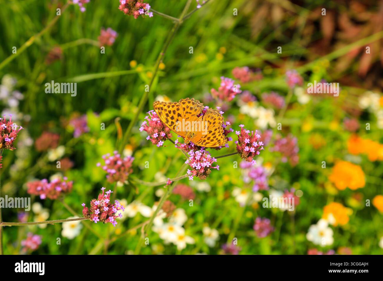 Farfalla arancione Fritillaria su fiori selvatici. Foto Stock