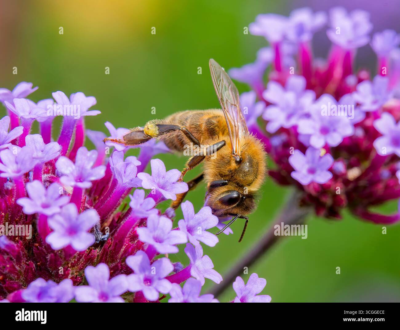 Un operaio Honeybee, (genere Apis), che ottiene nettare e impollenazione, un fiore di Verbena Foto Stock