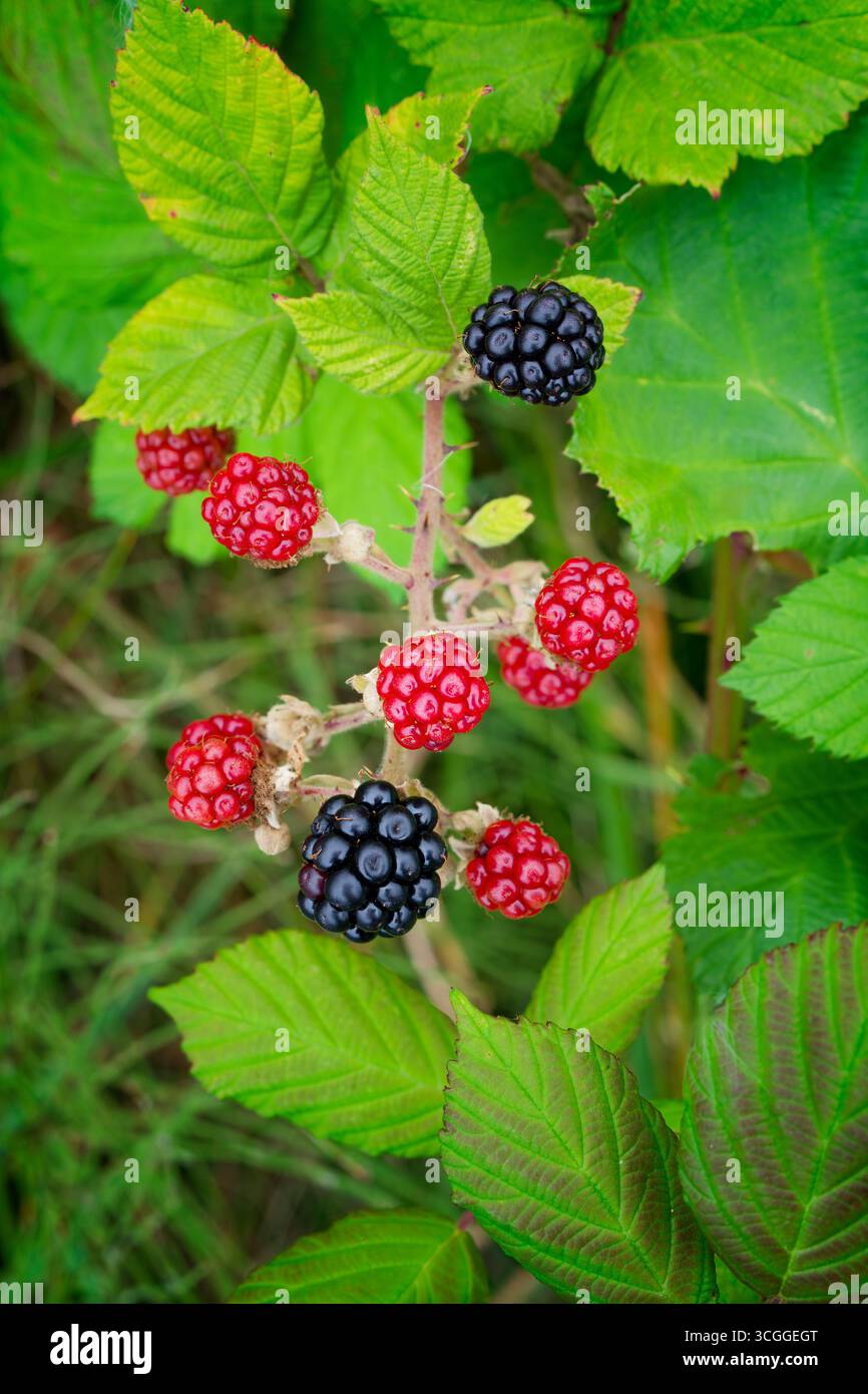 More che crescono selvatiche su una pianta di Bramble Foto Stock