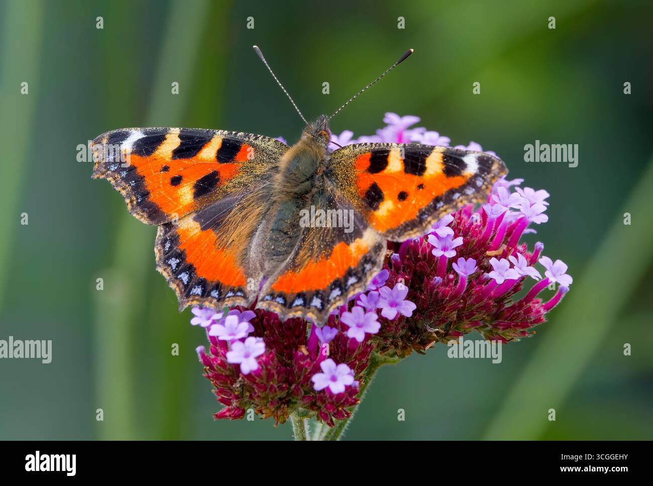 Una bellissima piccola farfalla di tartaruga, (Aglais orticae), che si nutre di un fiore di Verbena con le ali aperte Foto Stock