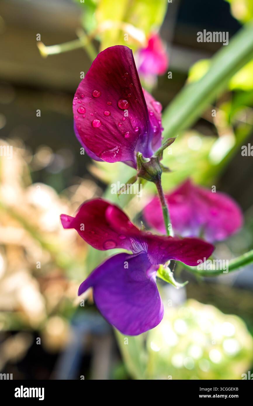 Primo piano dei vivaci fiori di pisello dolce "Matucana" in piena fioritura estiva Foto Stock