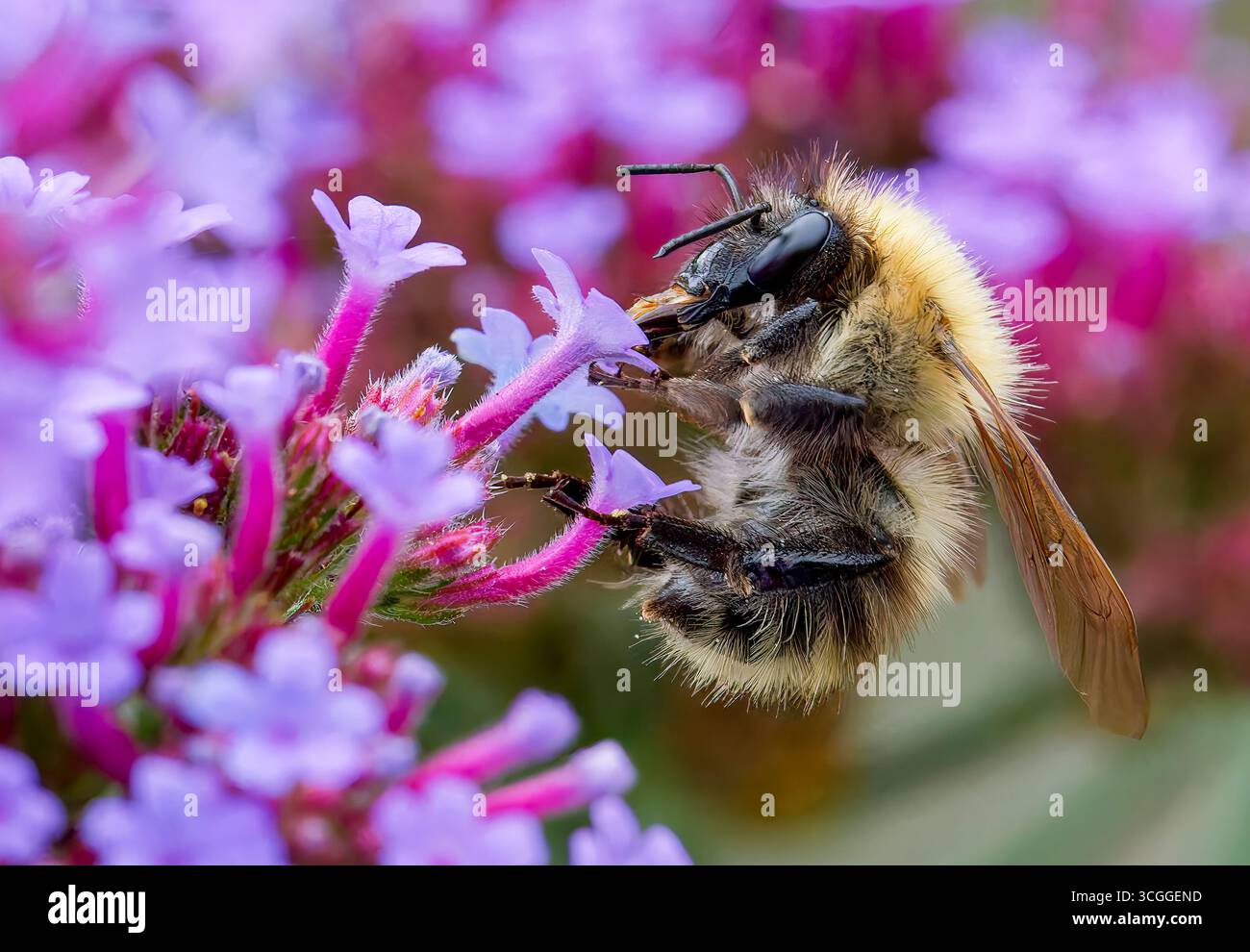Un operaio Honeybee, (genere Apis), che ottiene nettare e impollenazione, un fiore di Verbena Foto Stock