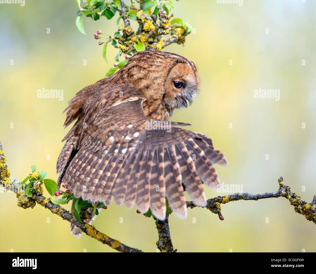 Gufo Tawny (Strix aluco) arroccato sul ramo dell'albero con le ali sparse Foto Stock