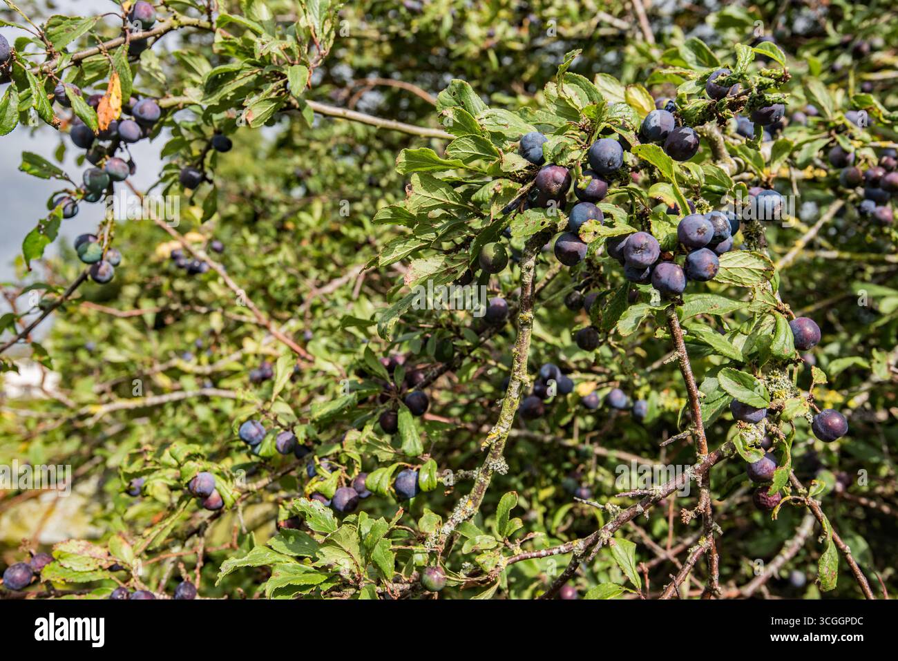 I bacche di prugna stagionati, Prunus spinosa, si sono formati sui rami dei cespugli di Blackthorn alla fine di agosto 2025. Presto sarà il momento di pensare allo sloe gin. Foto Stock