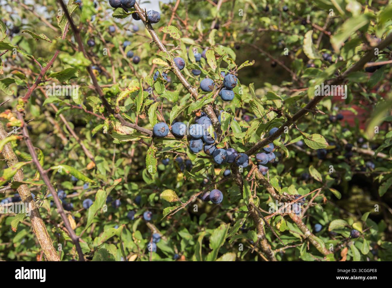 I bacche di prugna stagionati, Prunus spinosa, si sono formati sui rami dei cespugli di Blackthorn alla fine di agosto 2025. Presto sarà il momento di pensare allo sloe gin. Foto Stock