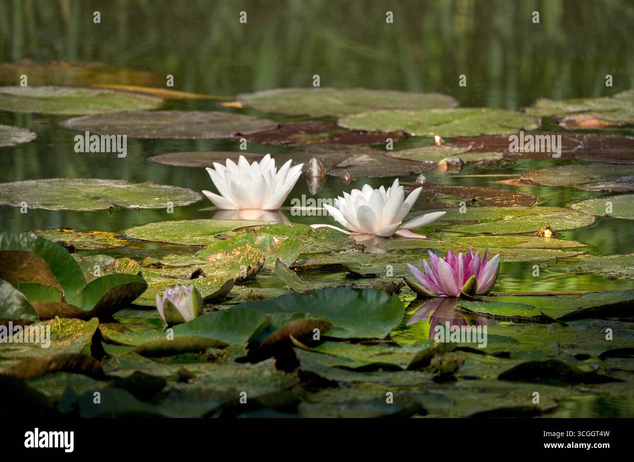 Tre gigli d'acqua aperta fioriscono nel tappeto di foglie di fine estate in un lago Foto Stock