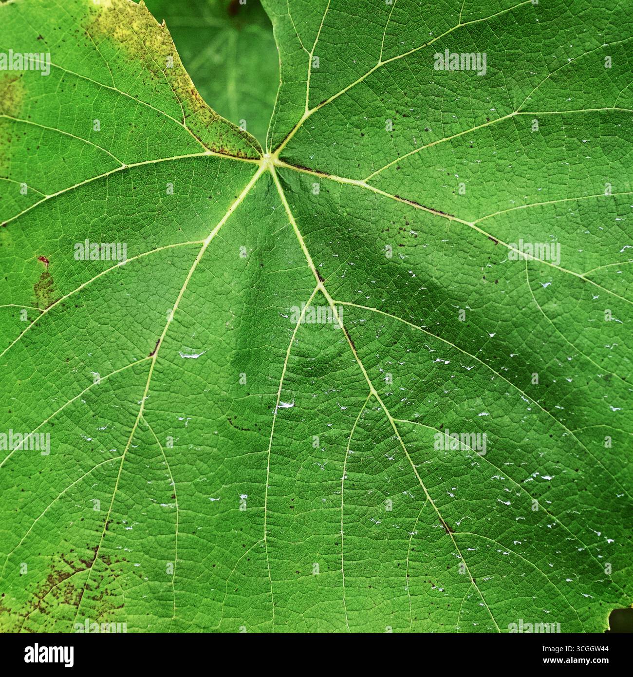 Foglia di uva verde con vene distinte primo piano Foto Stock
