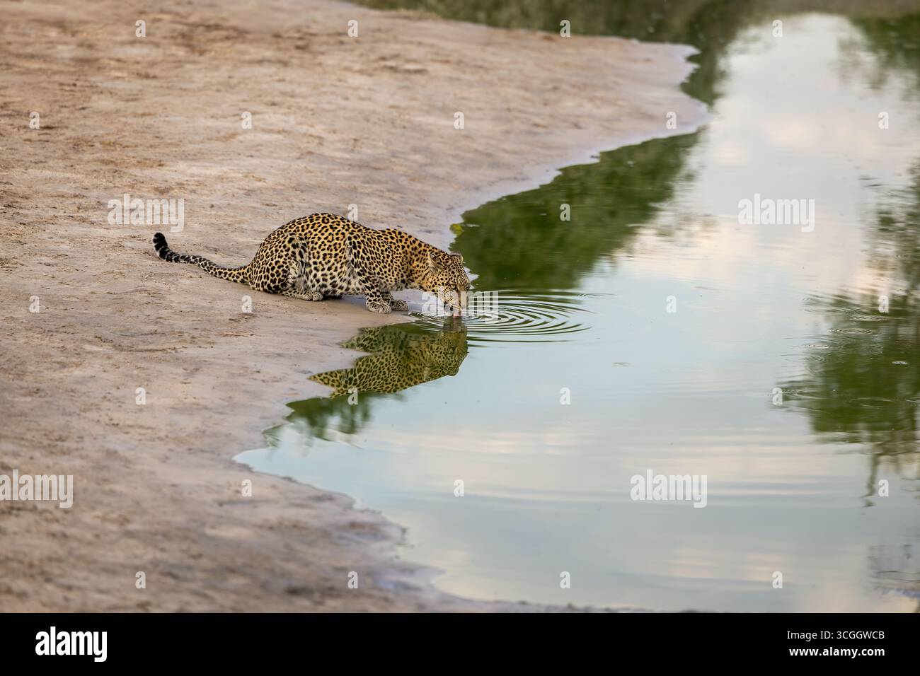 Un leopardo (femmina) sta bevendo nel buco d'acqua nella luce migliore, grande riflessione, Savute, Chobe National Park, Botswana, Africa Foto Stock