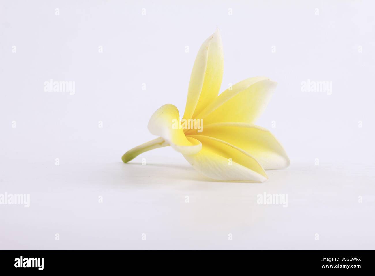 Fiore di frangipani giallo isolato su sfondo bianco. Foto Stock