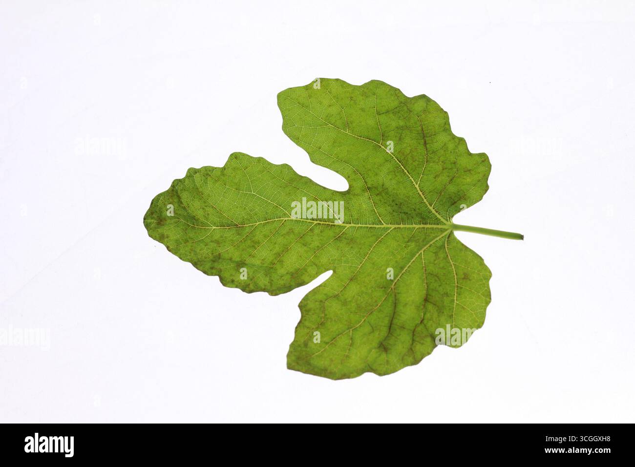 Foglia di fico verde isolata su sfondo bianco. Foto Stock