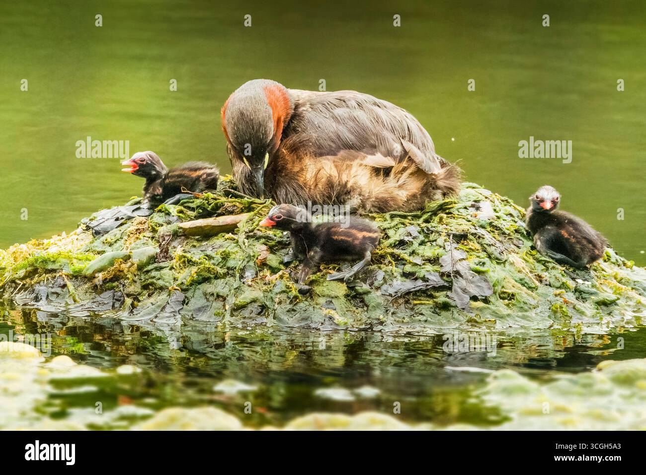 Dabchick o piccolo grebe (Tachybaptus ruficollis) sul nido con pulcini giovani su uno stagno nel sud dell'Inghilterra Foto Stock