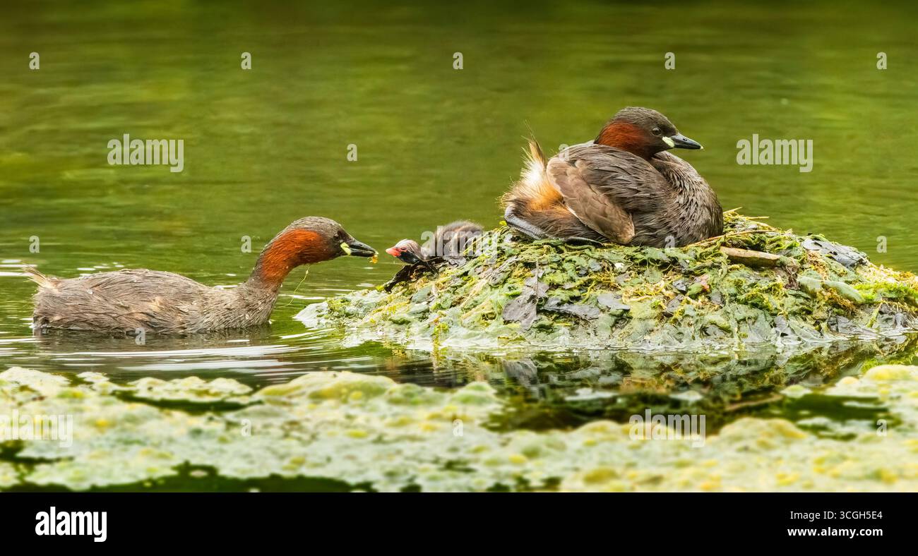 Dabchick o piccolo grebe (Tachybaptus ruficollis) sul nido con pulcini giovani su uno stagno nel sud dell'Inghilterra Foto Stock