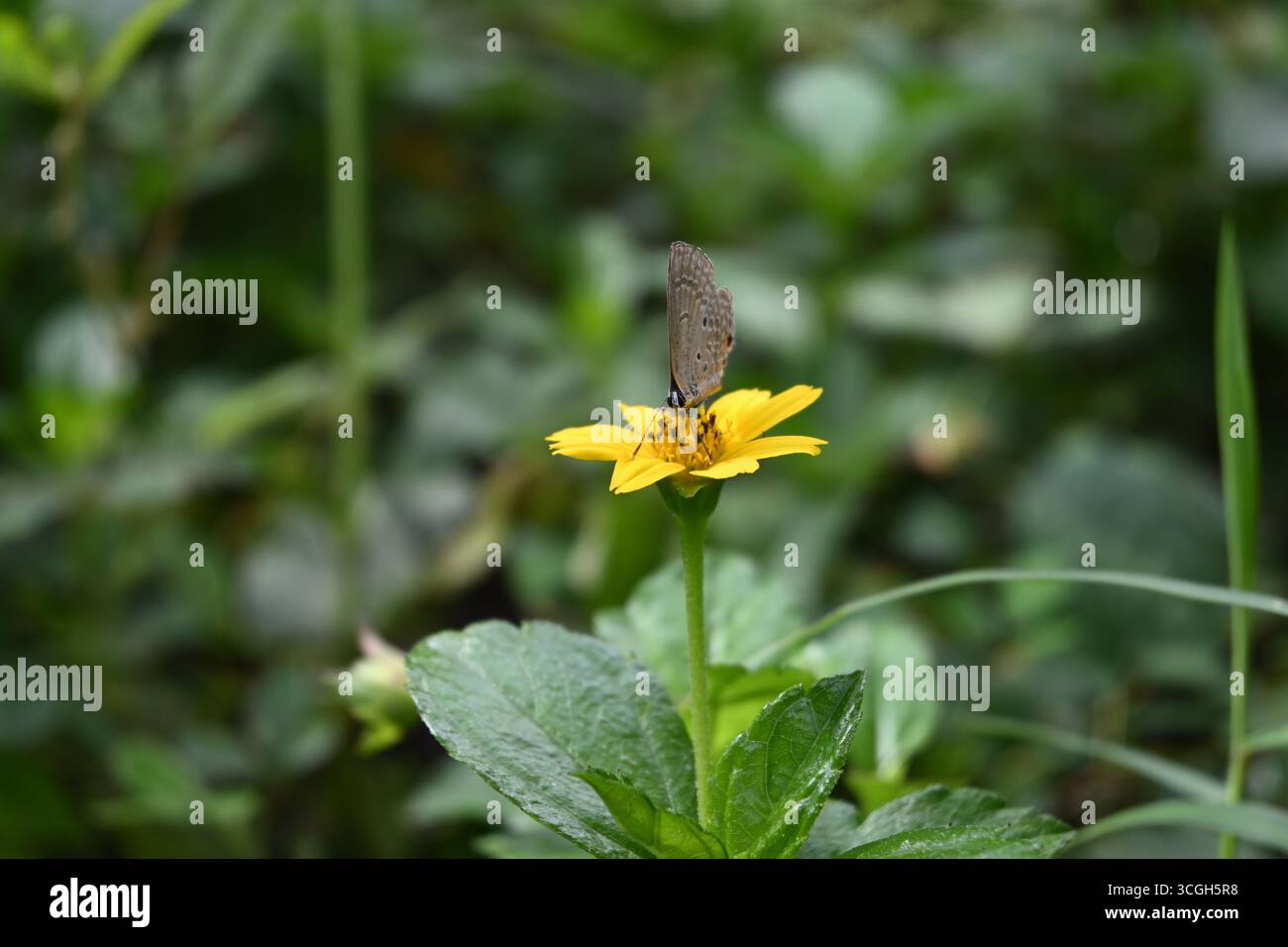 Vista frontale di una farfalla di Cupido delle pianure che tenta di raccogliere il nettare da un fioretto di margherite di Singapore Foto Stock