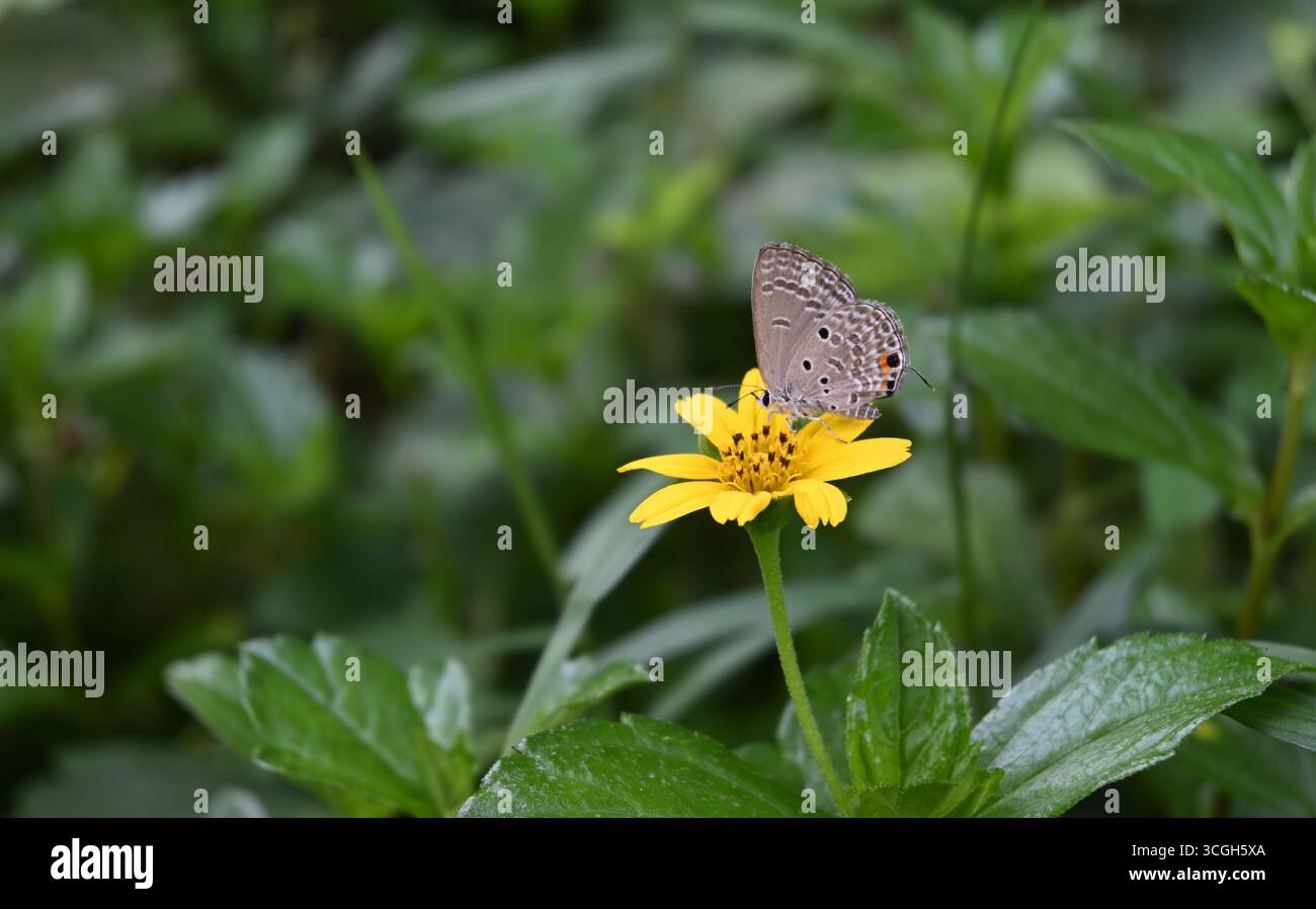 Una farfalla cupidica delle pianure (Luthrodes pandava) sta tentando di raccogliere il nettare da un fioretto marigold di Singapore Foto Stock