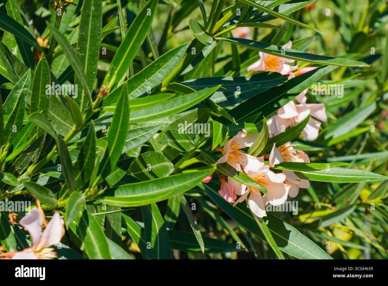 Un arbusto in fiore rosa vivace mostra fiori delicati tra abbondanti foglie verdi in un giardino soleggiato. La scena cattura l'essenza della natura Foto Stock
