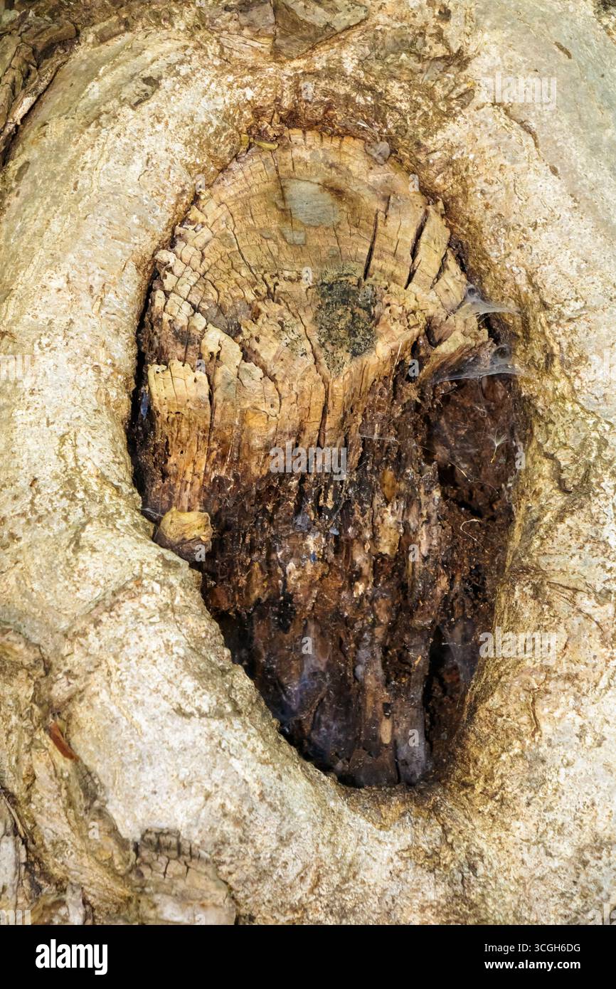 Vista ravvicinata di un nodo di legno unico su un antico tronco di albero che mostra le sue intricate texture e sfumature sotto la luce naturale in un ambiente tranquillo della foresta Foto Stock