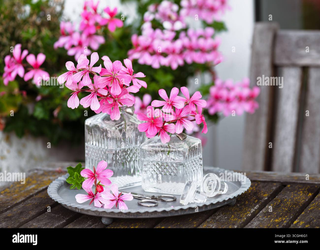 Fiori di geranio rosa disposti in vasi di vetro trasparente su un rustico tavolo in legno. Fiori delicati con vetro vintage e morbido sfondo da giardino Foto Stock