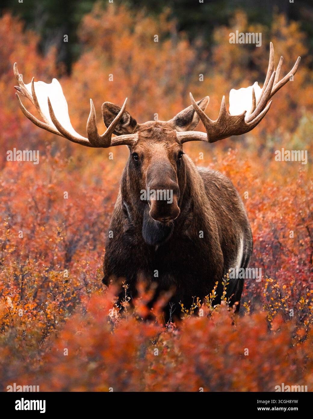 Il mio scatto preferito di un grosso alce toro in Alaska. Il solco era acceso e i colori autunnali erano epici! Foto Stock