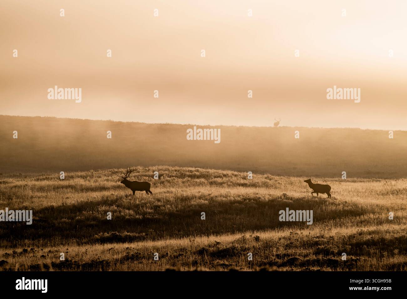 Bull Elk (Cervus canadensis) in cerca di compagni all'alba di ottobre, nel parco nazionale di Yellowstone, Wyoming, Stati Uniti. Foto Stock