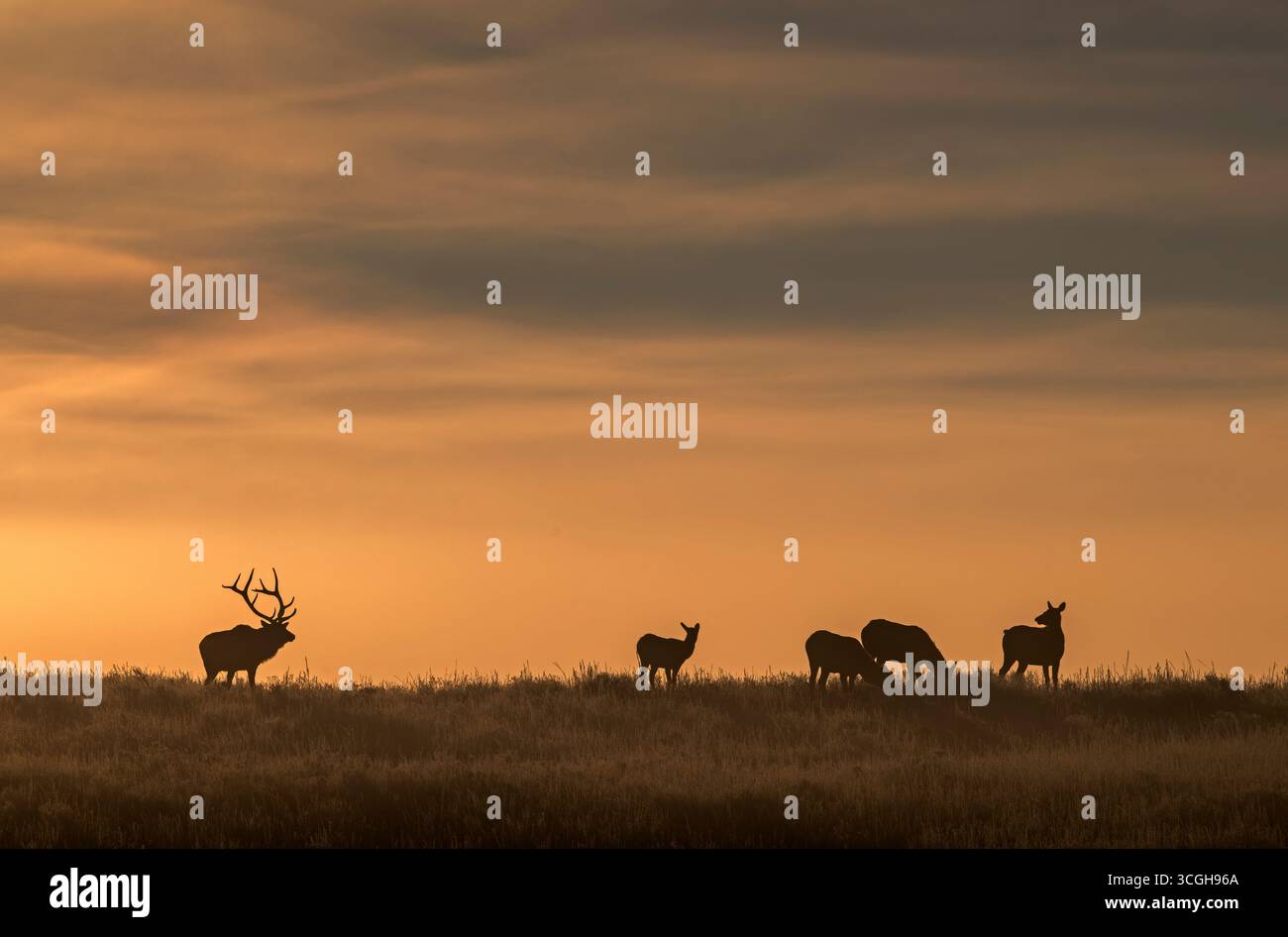 Bull Elk (Cervus canadensis) in cerca di compagni all'alba di ottobre, nel parco nazionale di Yellowstone, Wyoming, Stati Uniti. Foto Stock