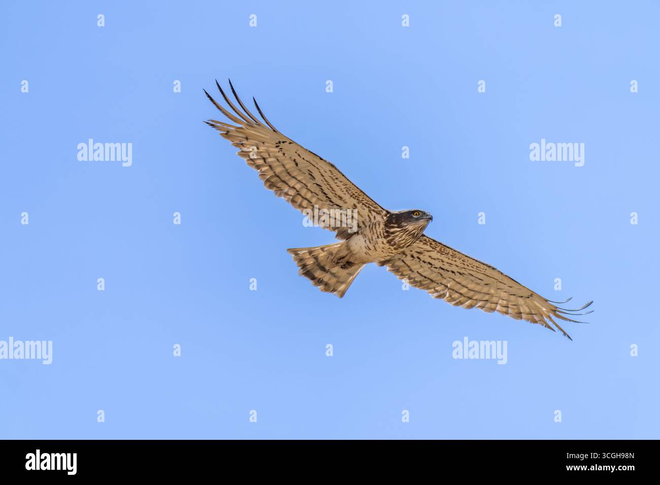 Aquila di serpente a punta corta Foto Stock