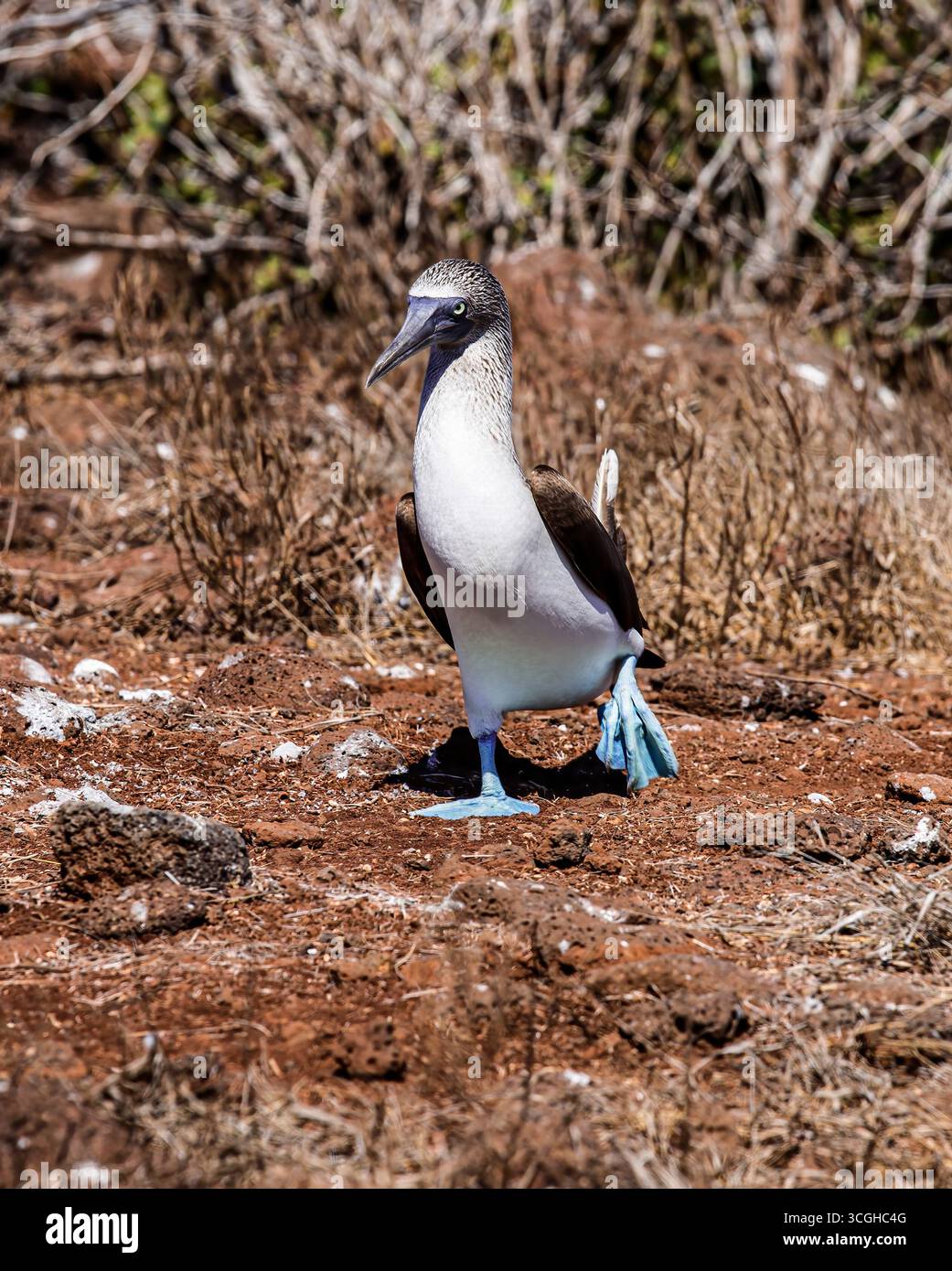Booby dai piedi blu (Sula nebouxii) a piedi per terra sull'isola di Seymour settentrionale, le isole Galápagos, Ecuador, fotografie di fauna selvatica Foto Stock