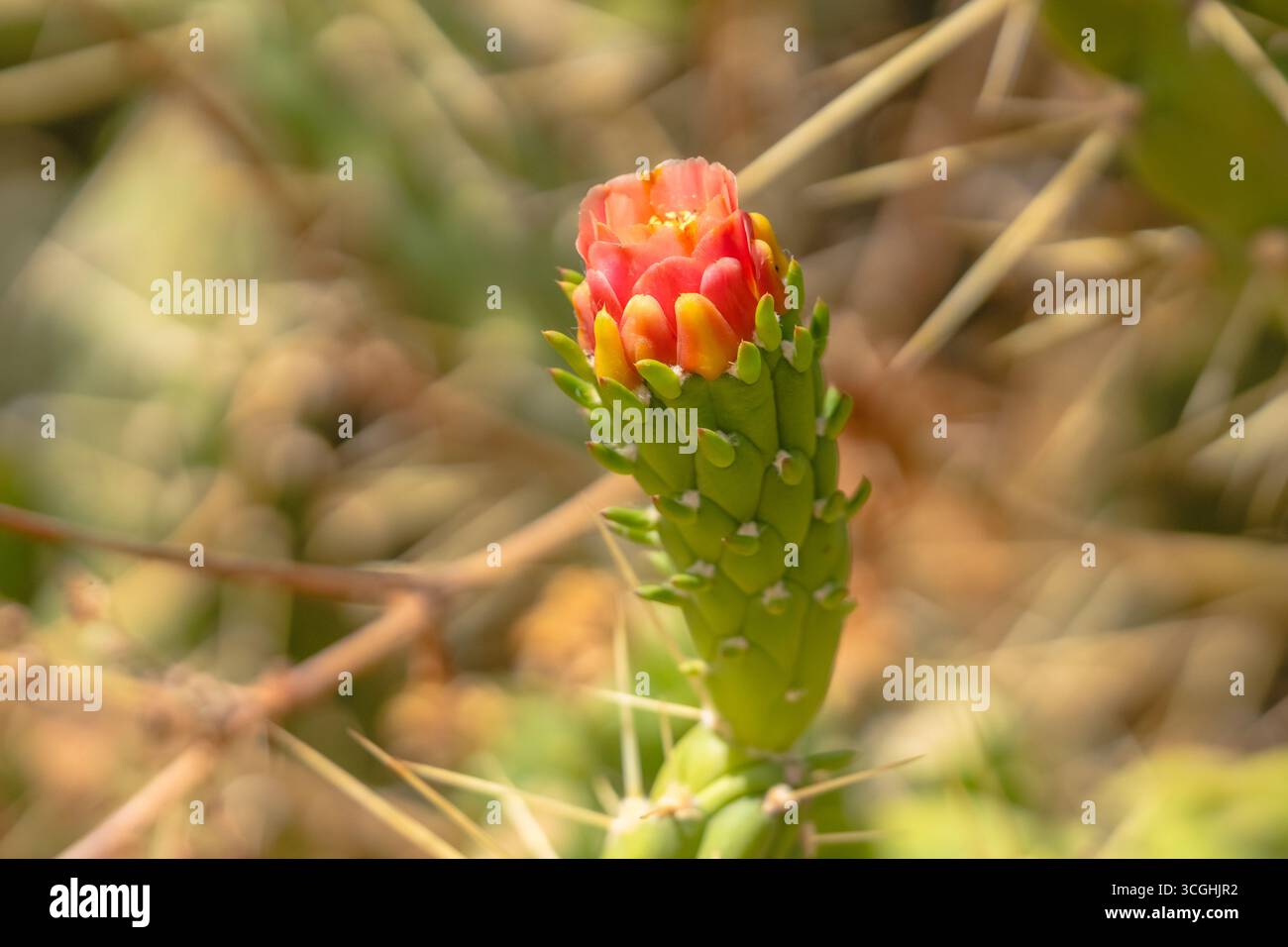 Un vivace fiore rosso inizia a fiorire su uno stelo verde di cactus con spine affilate. Foto Stock