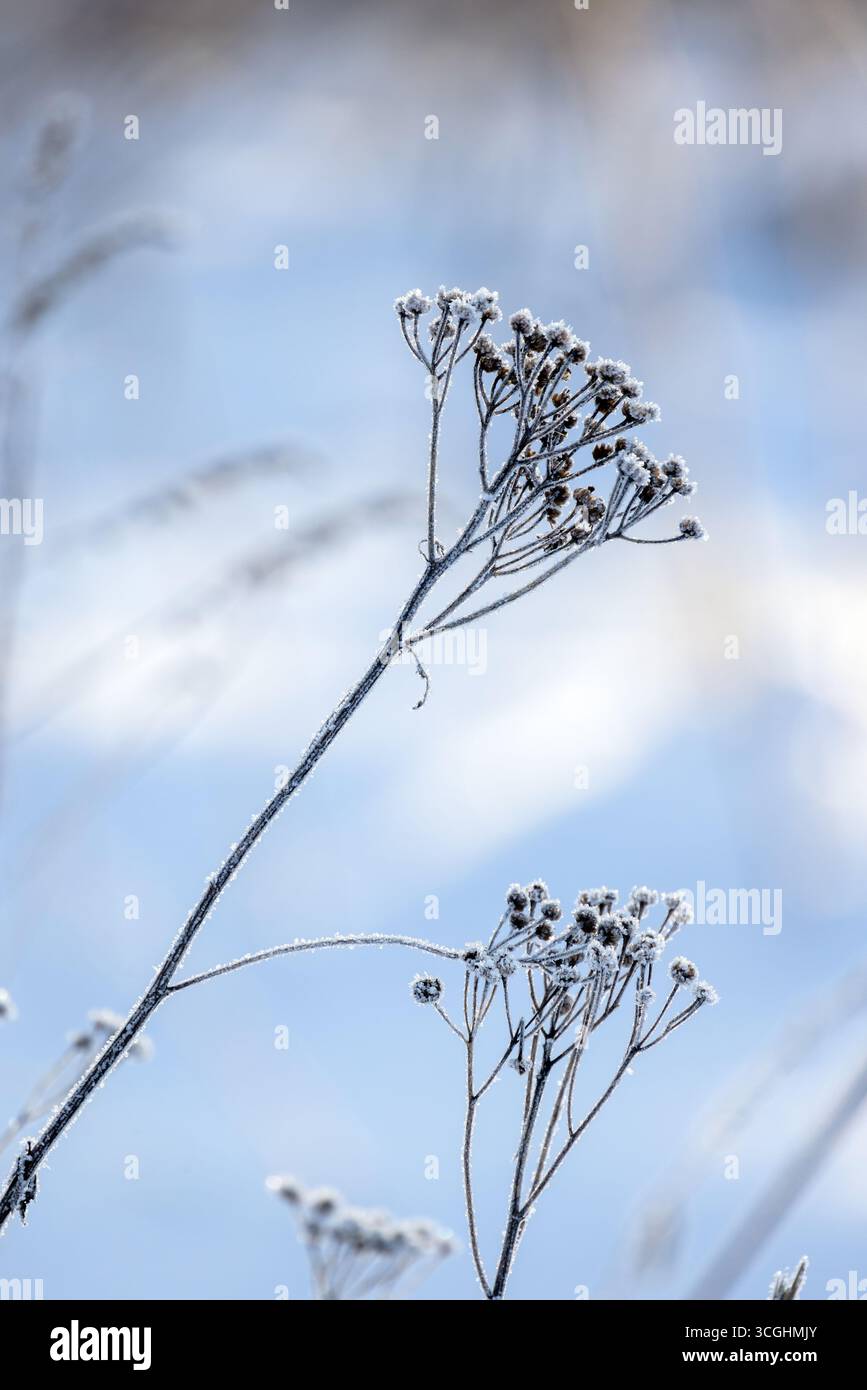 I fiori secchi di tansy sono su sfondo blu bianco nevoso, fotografie invernali verticali astratte con una messa a fuoco morbida e selettiva Foto Stock
