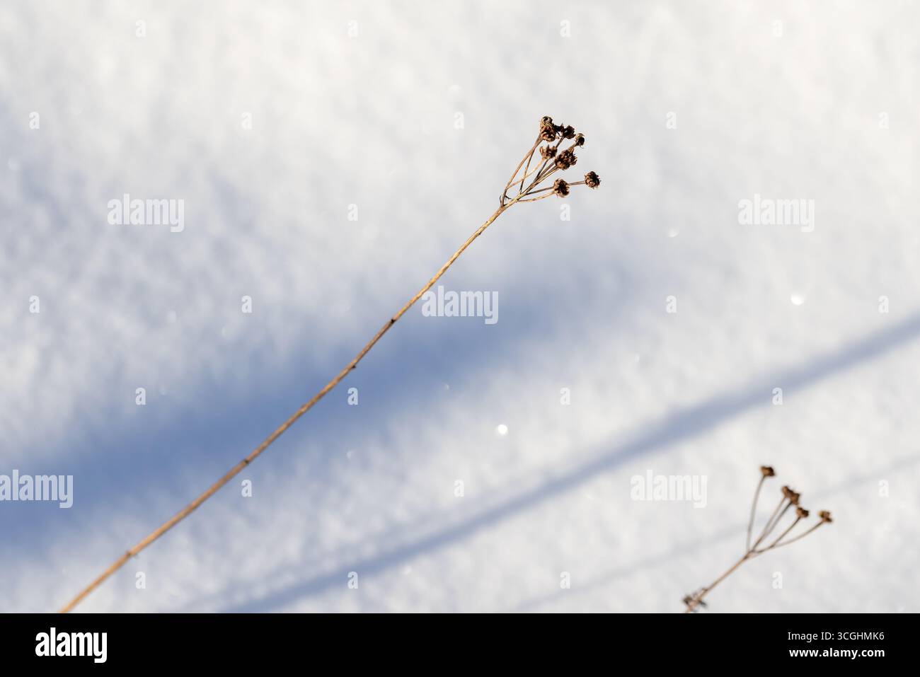 I fiori secchi di tansy sono su sfondo bianco innevato con ombre blu morbide, fotografie invernali astratte e naturali con messa a fuoco selettiva e morbida Foto Stock