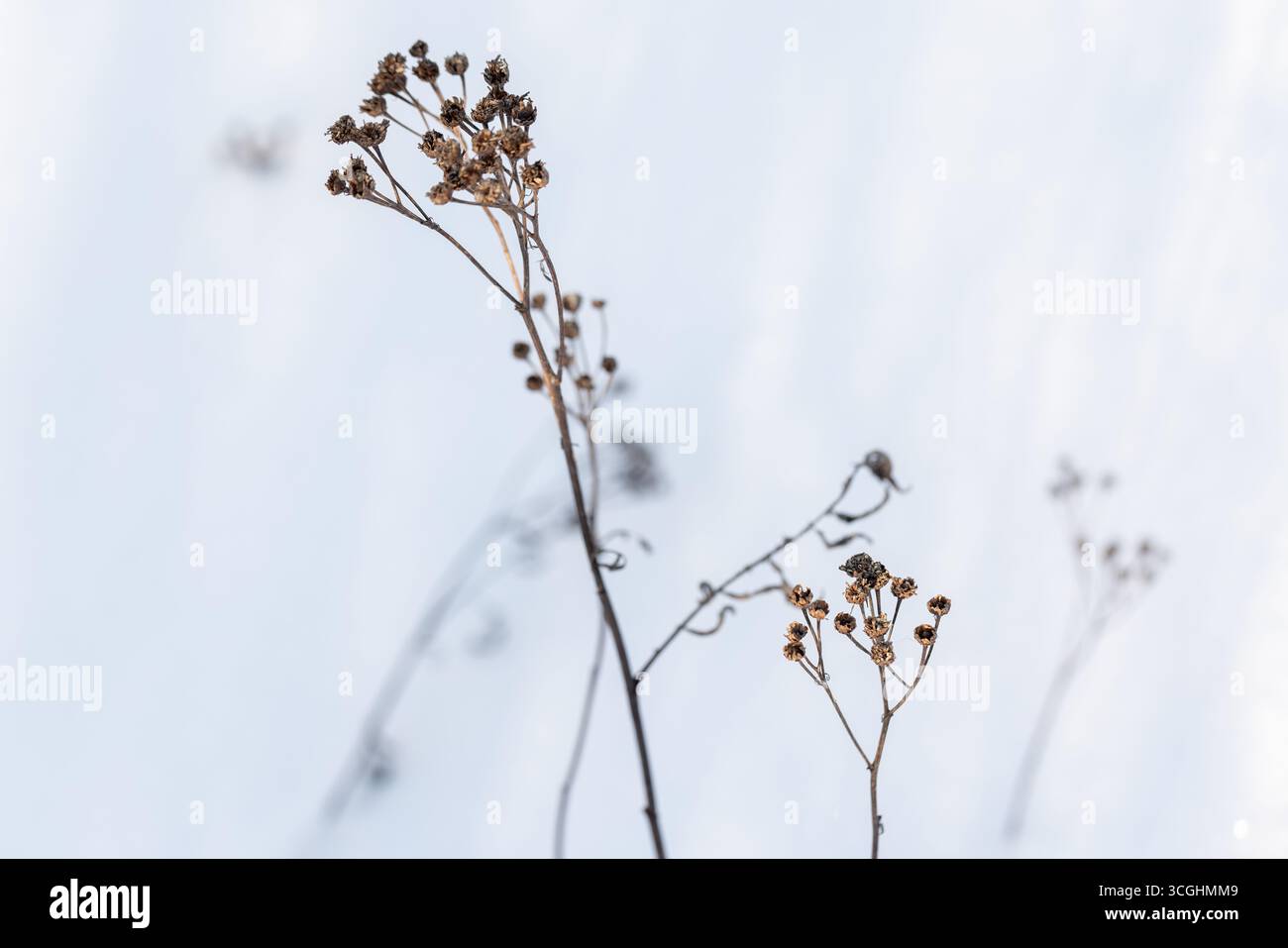 Fiori secchi di tansy collocati su sfondo bianco di neve, fotografie invernali astratte e naturali con una messa a fuoco selettiva e morbida Foto Stock