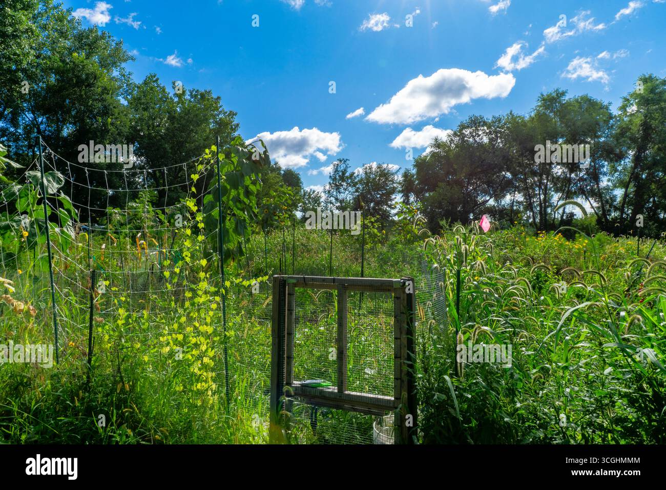 Giardino comunitario con piante lussureggianti e luce solare in estate Foto Stock