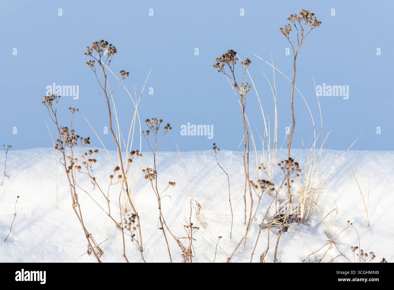I fiori secchi di tansy si stagliano su uno sfondo innevato sotto il cielo blu, fotografando in inverno astratto con una messa a fuoco morbida e selettiva Foto Stock